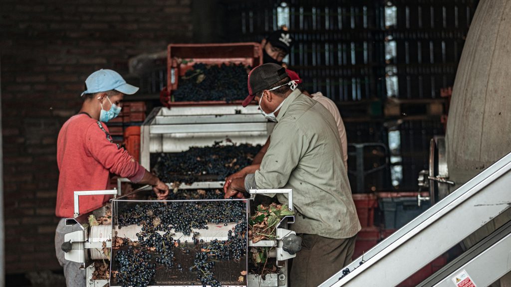 Man Selecting Red Grapes on a Machine